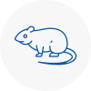 Rat Control Morecambe