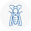 Morecambe Wasp Nest Removal